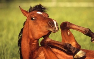 Obrazek
