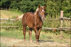 Obrazek